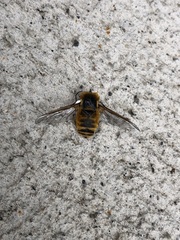 Bombyliidae