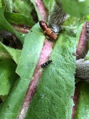 Adela septentrionella