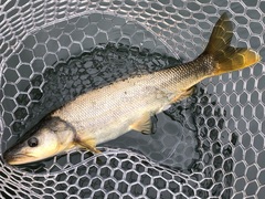 Ptychocheilus oregonensis