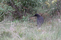 Strepera versicolor arguta