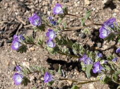 Phacelia davidsonii