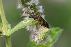 Etorofus obliteratus