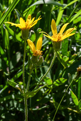Arnica mollis