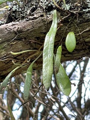 Pyrrosia eleagnifolia
