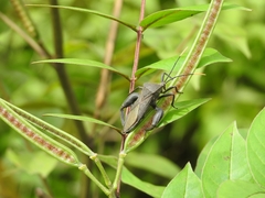 Anoplocnemis phasianus