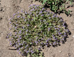 Phacelia davidsonii
