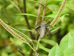 Anoplocnemis phasianus