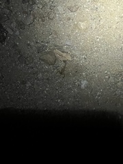 Paravaejovis confusus