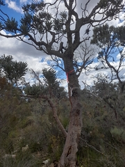 Banksia menziesii