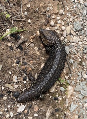 Tiliqua rugosa