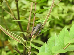 Anoplocnemis phasianus