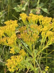 Solidago ohioensis