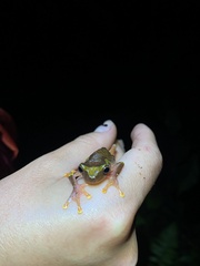 Dendropsophus sarayacuensis