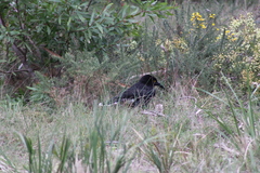 Strepera versicolor arguta