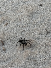 Aphonopelma steindachneri