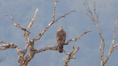 Pernis ptilorhynchus