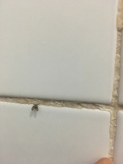 Clogmia albipunctata