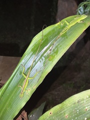 Anolis gemmosus