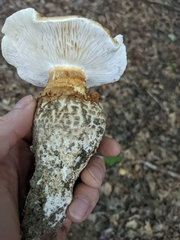 Saproamanita