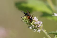 Pimpla pedalis