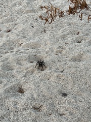 Aphonopelma steindachneri