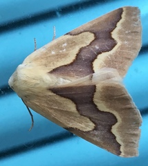 Sabulodes edwardsata