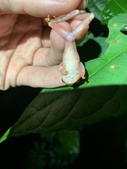 Dendropsophus sarayacuensis