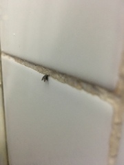 Clogmia albipunctata