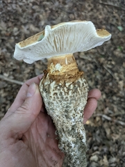 Saproamanita