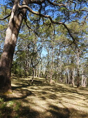 Eucalyptus urophylla