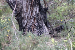 Strepera versicolor arguta