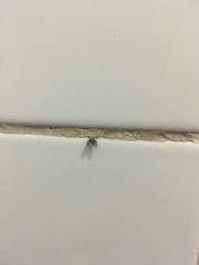 Clogmia albipunctata