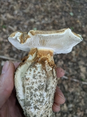 Saproamanita