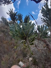 Banksia menziesii