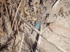 Serradigitus gertschi