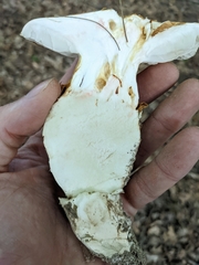 Saproamanita