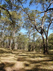 Eucalyptus urophylla