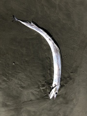 Lepidopus caudatus