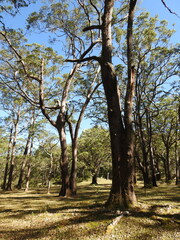Eucalyptus urophylla