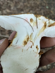 Saproamanita