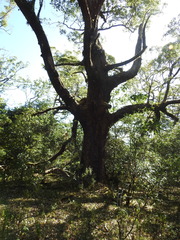 Eucalyptus urophylla