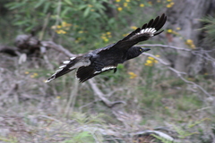 Strepera versicolor arguta