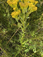 Solidago ohioensis