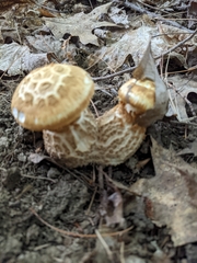 Saproamanita