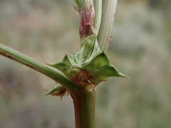 Rumex hypogaeus