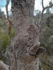 Banksia menziesii