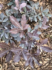 Pseudopanax colensoi