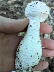 Saproamanita