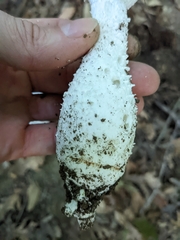 Saproamanita