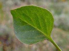 Rumex hypogaeus